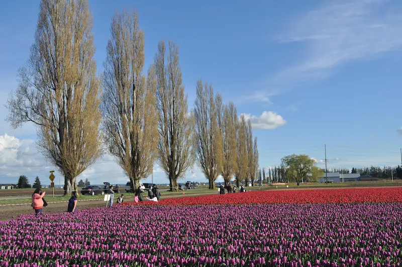 Skagit_-_Tulip_Route_30